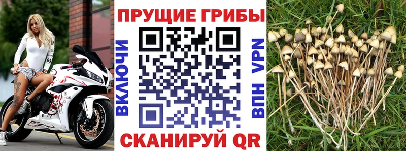 Галлюциногенные грибы Psilocybine cubensis  Гурьевск 